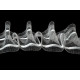 Taśma firanowa szerokość 50 mm marszczona - Transparent (100 Metry) Taśma firanowa szerokość 50 mm marszczona - Transparent (100 Metry)