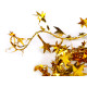 Alambre con estrellas de navidad 2,5 m - Oro (1 Manojo) Alambre con estrellas de navidad 2,5 m - Oro (1 Manojo)