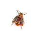 Brooch - wasp, fly - Orange-yellow (2 Pieces)