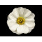 Boccioli di fiori artificiali, dimensioni: ø 5 cm - Luce cremosa (175 Pezzi)