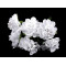 Fleurs artificielles sur fil métallique - Blanc (36 Pièces)