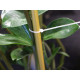 Opaska zaciskowa długość 25 cm - Transparent (5 Torby) Opaska zaciskowa długość 25 cm - Transparent (5 Torby)