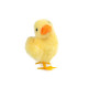 Easter decoration, duckling - Yellow (1 Piece)