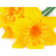 Artificial daffodil bundle of 3 pcs - Lightest yellow (5 Bunches) Artificial daffodil bundle of 3 pcs - Lightest yellow (5 Bunches)